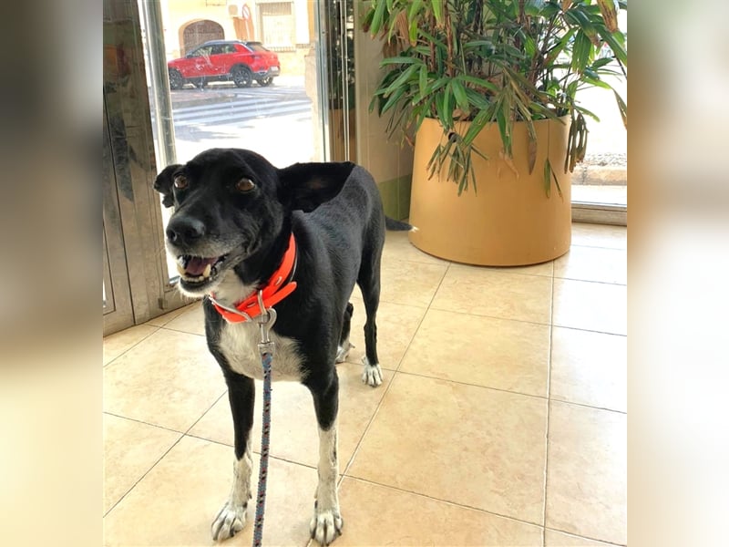 Kiko, Podenco-Mix-Junge sucht Sofa