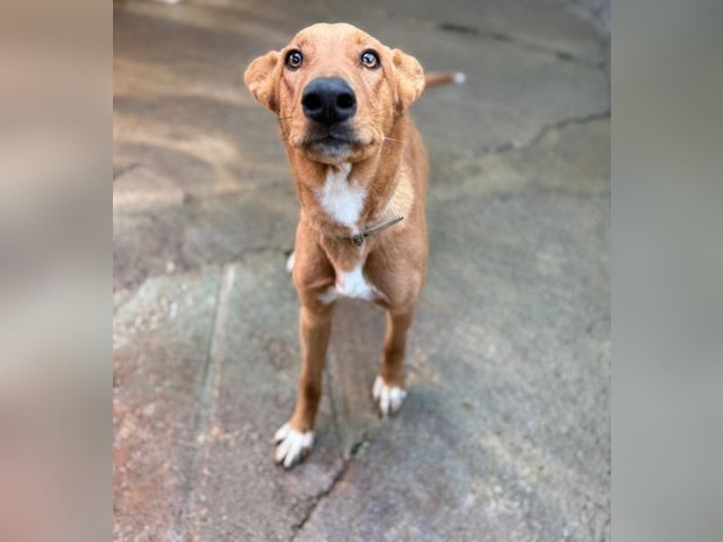 Mojo erobert sofort die Herzen