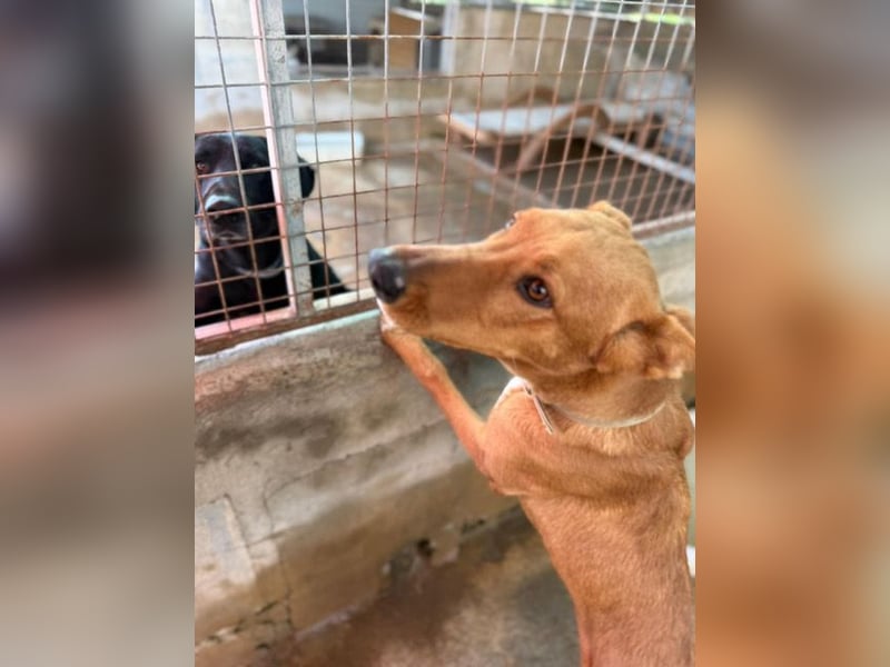 Mojo erobert sofort die Herzen