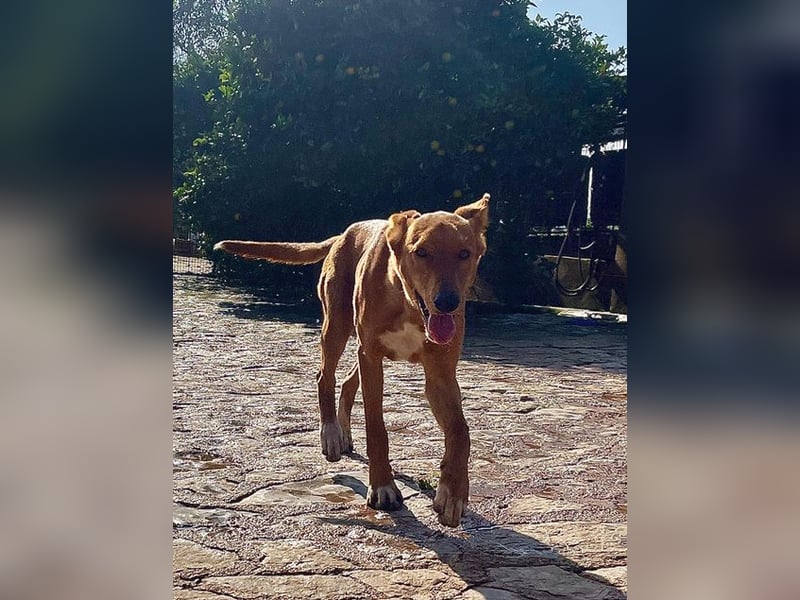 Mojo erobert sofort die Herzen