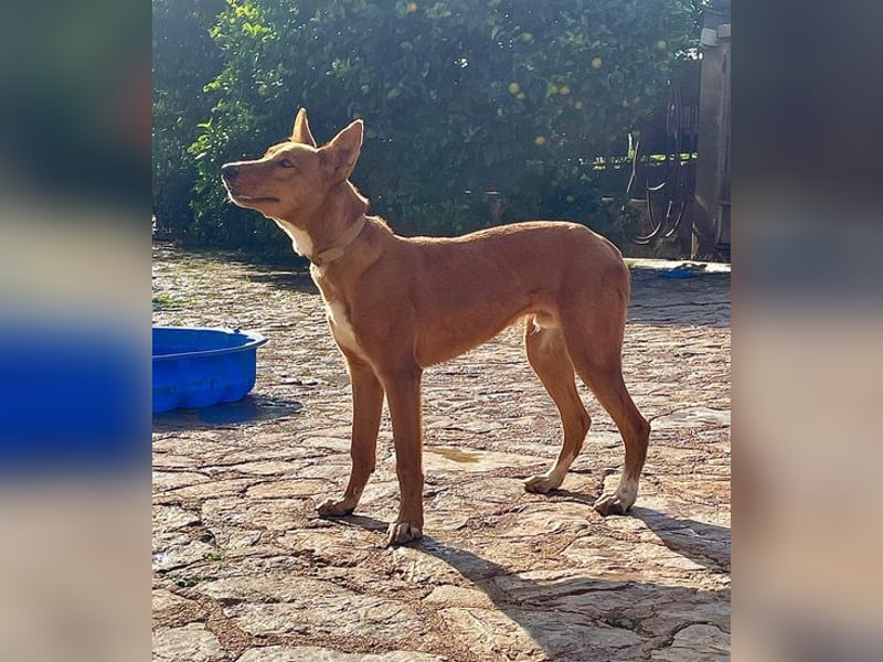 Mojo erobert sofort die Herzen