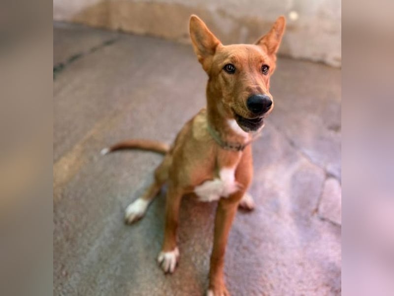 Mojo erobert sofort die Herzen