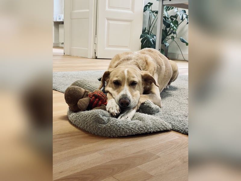 Hund schweren Herzen abzugeben - PodencoMic