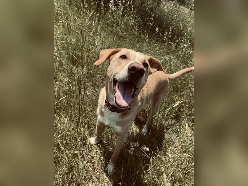 Hund schweren Herzen abzugeben - PodencoMic