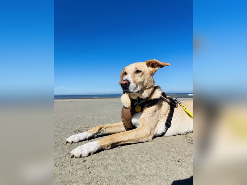 Hund schweren Herzen abzugeben - PodencoMic