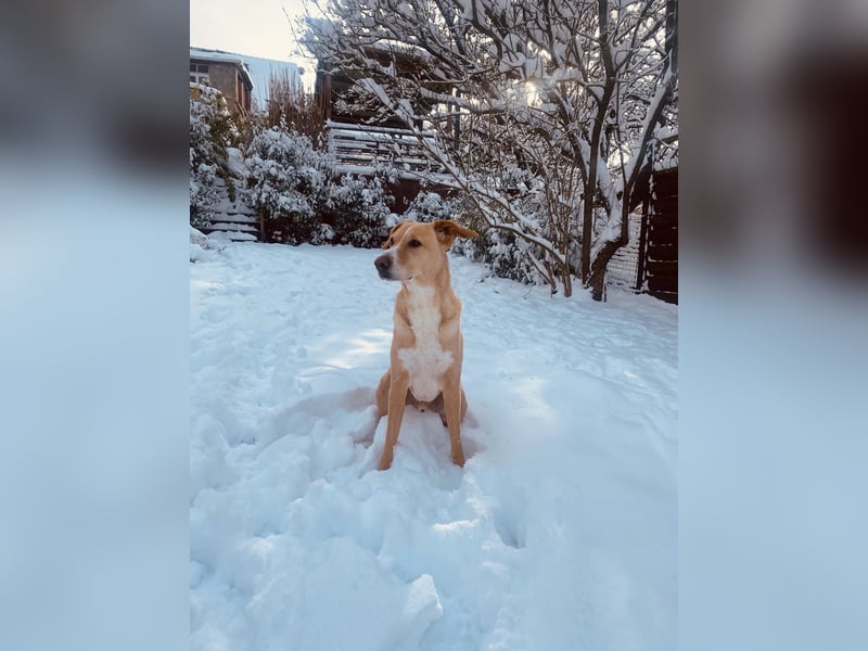 Hund schweren Herzen abzugeben - PodencoMic