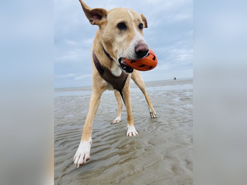 Hund schweren Herzen abzugeben - PodencoMic