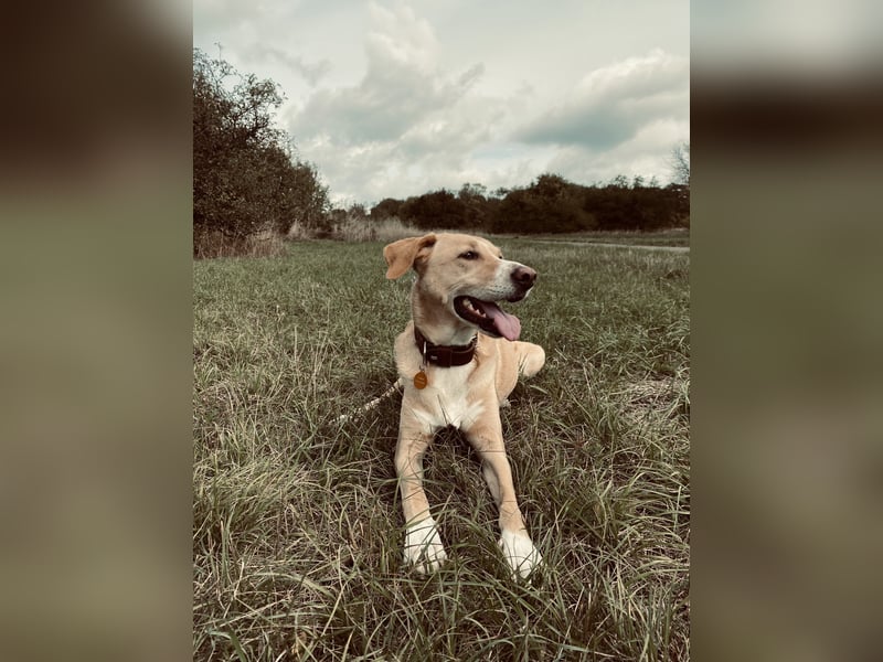 Hund schweren Herzen abzugeben - PodencoMic