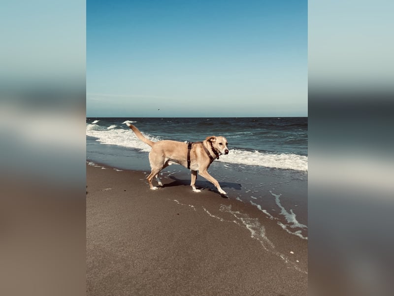 Hund schweren Herzen abzugeben - PodencoMic