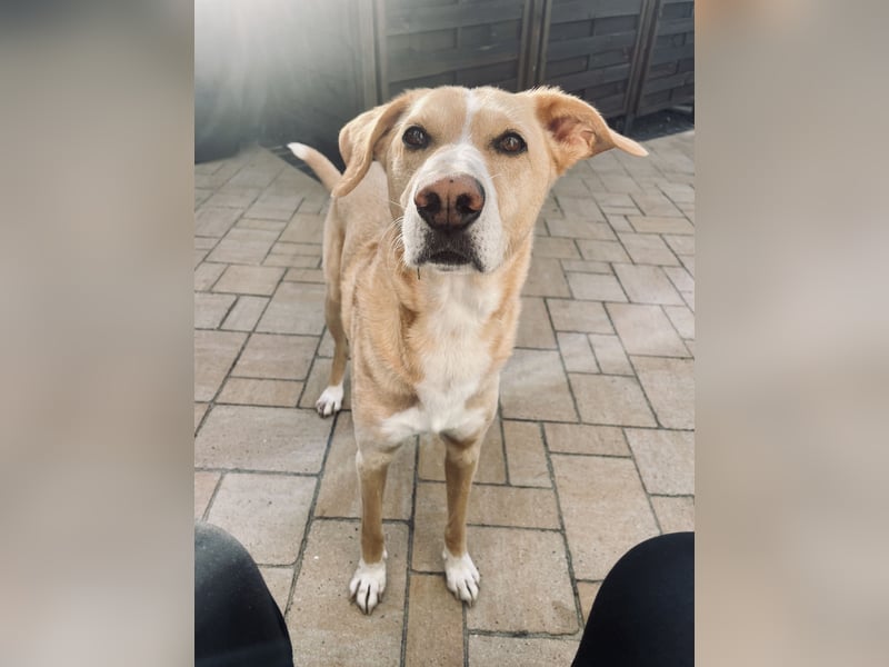 Hund schweren Herzen abzugeben - PodencoMic