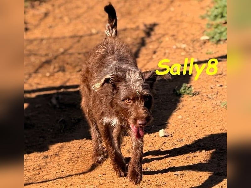 Sally8 geb. 01/2025 (ESP) - lebensfrohe, verschmuste und neugierige Podenco-Mix Junghündin!