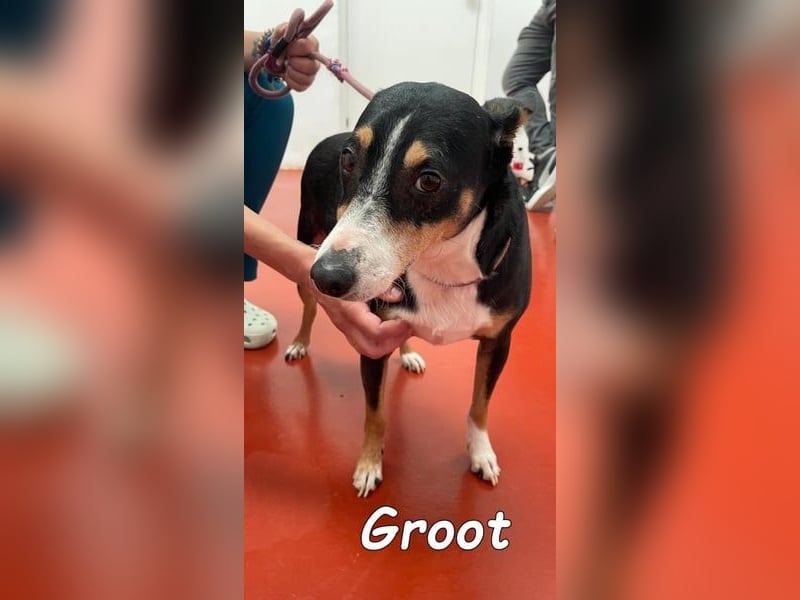 Groot geb. 11/2018 (ESP) - treuer und liebevoller Begleiter!