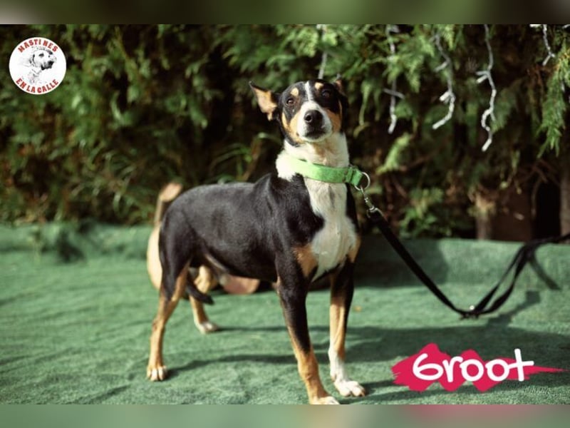 Groot geb. 11/2018 (ESP) - treuer und liebevoller Begleiter!