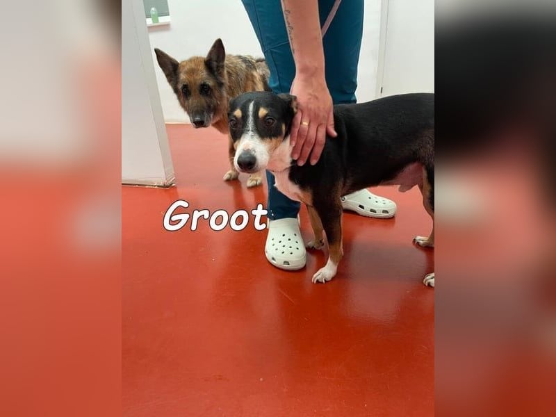 Groot♥️geb. 11/2018 (ESP) - treuer und liebevoller Begleiter!