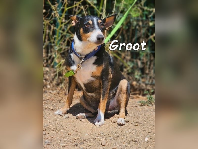 Groot♥️geb. 11/2018 (ESP) - treuer und liebevoller Begleiter!