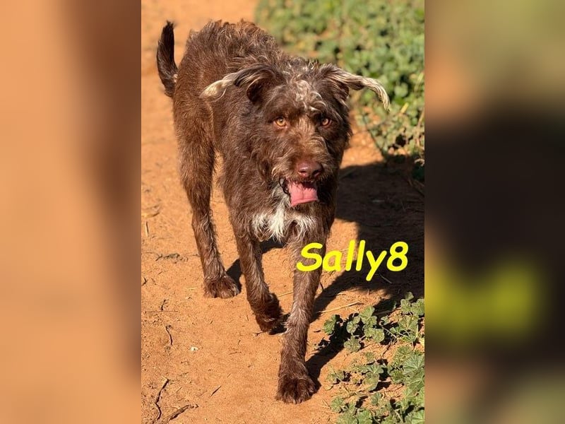 Sally8 geb. 01/2025 (ESP) - lebensfrohe, verschmuste und neugierige Podenco-Mix Junghündin!