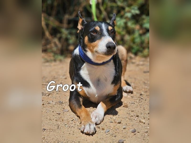 Groot♥️geb. 11/2018 (ESP) - treuer und liebevoller Begleiter!