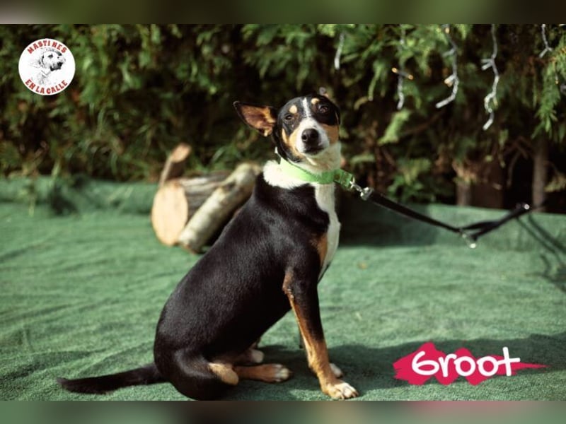 Groot geb. 11/2018 (ESP) - treuer und liebevoller Begleiter!