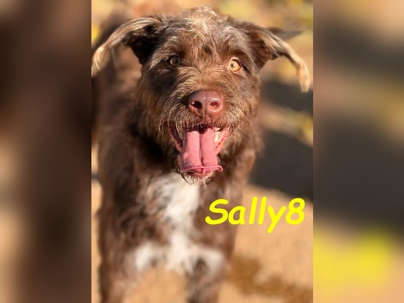 Sally8 geb. 01/2025 (ESP) - lebensfrohe, verschmuste und neugierige Podenco-Mix Junghündin!