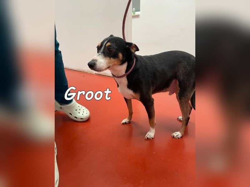 Groot geb. 11/2018 (ESP) - treuer und liebevoller Begleiter!