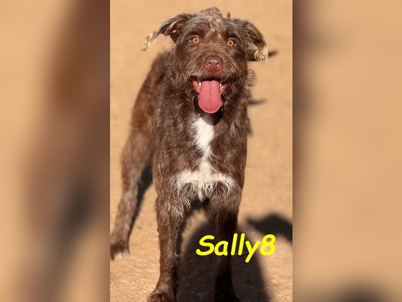 Sally8 geb. 01/2025 (ESP) - lebensfrohe, verschmuste und neugierige Podenco-Mix Junghündin!