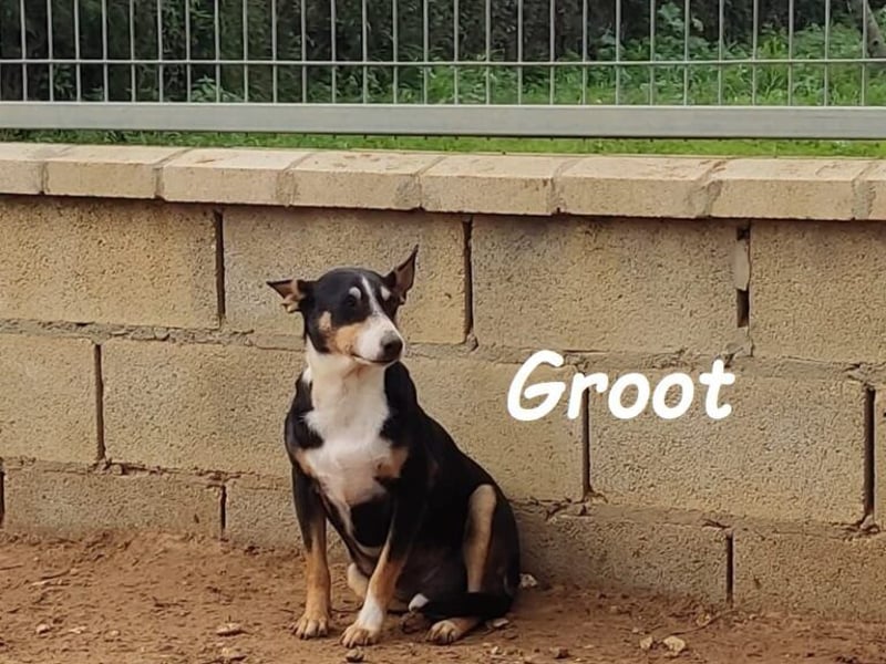 Groot geb. 11/2018 (ESP) - treuer und liebevoller Begleiter!