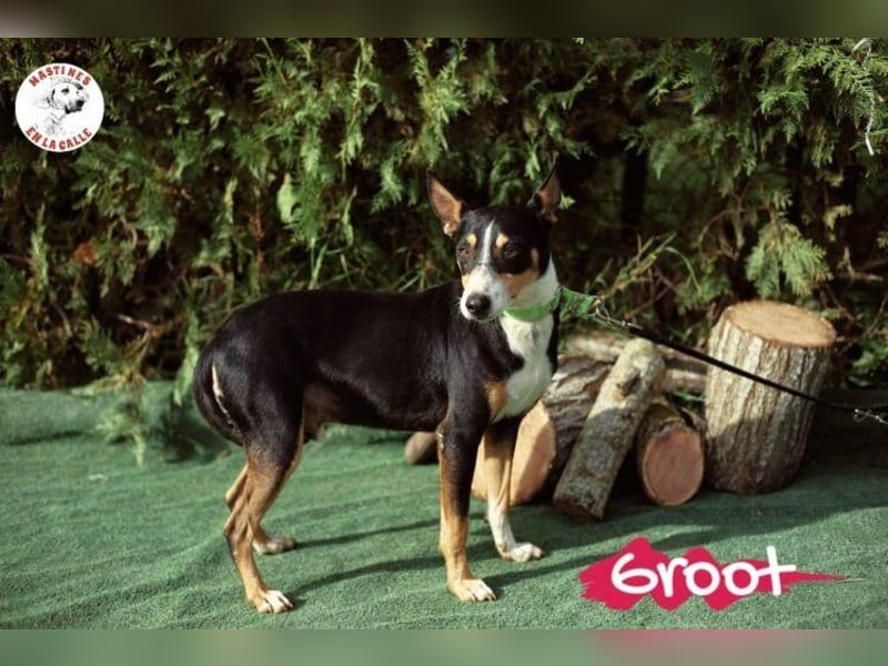 Groot geb. 11/2018 (ESP) - treuer und liebevoller Begleiter!