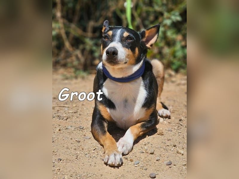 Groot♥️geb. 11/2018 (ESP) - treuer und liebevoller Begleiter!