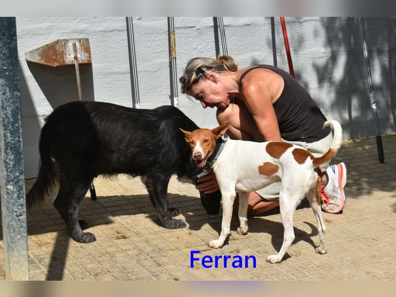Ferran, geb. 07/2024 (ESP) Fröhlicher und immer gut gelaunter Rüde sucht sein Zuhause