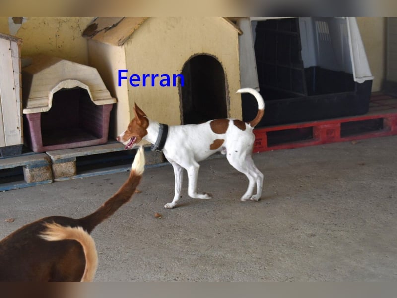 Ferran, geb. 07/2024 (ESP) Fröhlicher und immer gut gelaunter Rüde sucht sein Zuhause