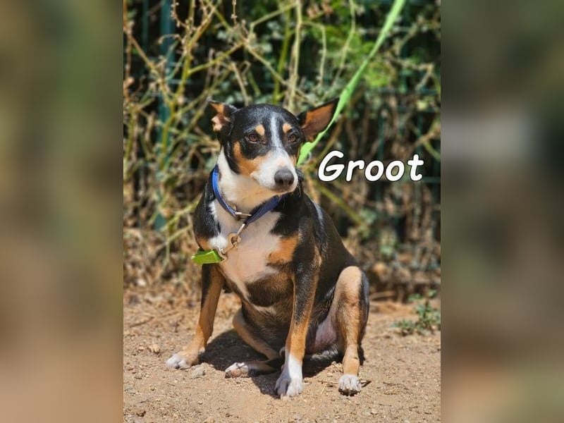 Groot♥️geb. 11/2018 (ESP) - treuer und liebevoller Begleiter!