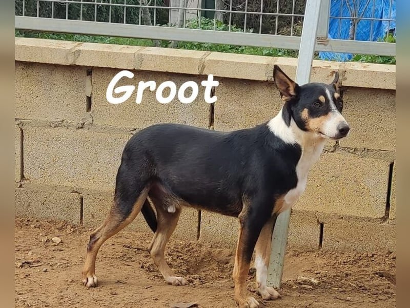 Groot geb. 11/2018 (ESP) - treuer und liebevoller Begleiter!