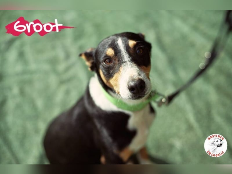 Groot geb. 11/2018 (ESP) - treuer und liebevoller Begleiter!