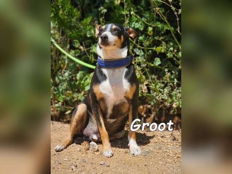 Groot♥️geb. 11/2018 (ESP) - treuer und liebevoller Begleiter!
