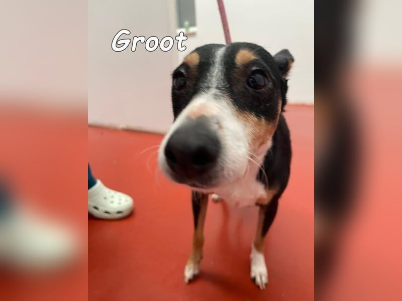 Groot♥️geb. 11/2018 (ESP) - treuer und liebevoller Begleiter!