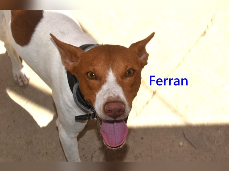 Ferran, geb. 07/2024 (ESP) Fröhlicher und immer gut gelaunter Rüde sucht sein Zuhause