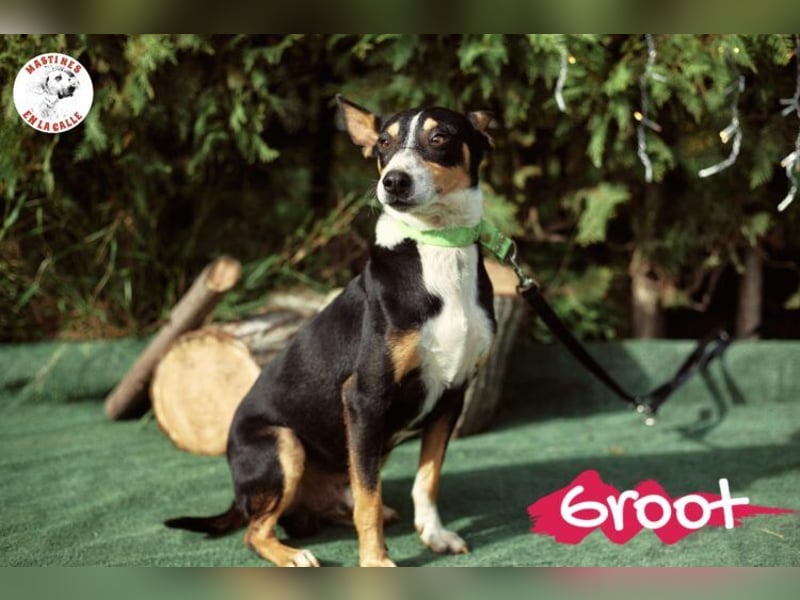 Groot geb. 11/2018 (ESP) - treuer und liebevoller Begleiter!