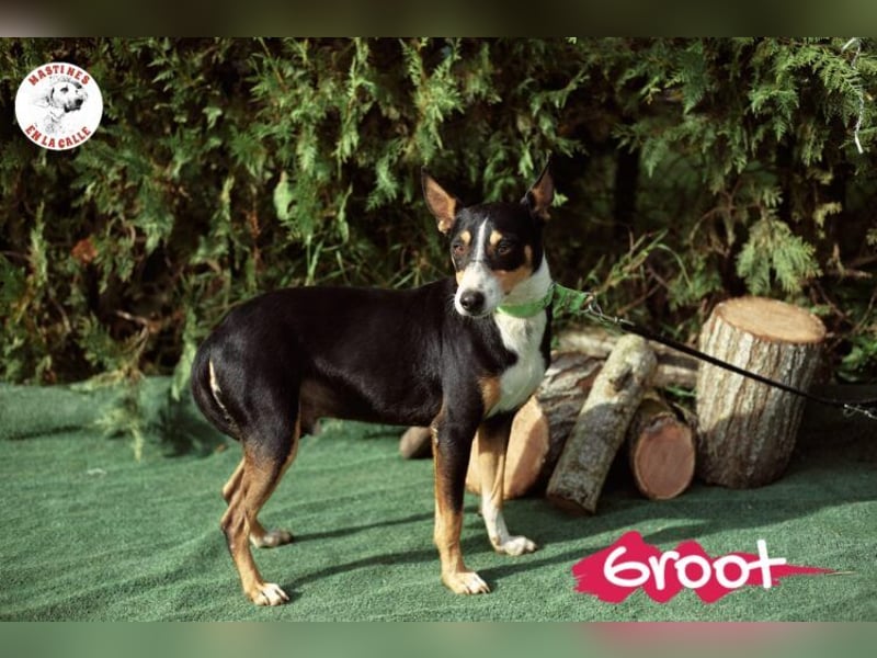 Groot geb. 11/2018 (ESP) - treuer und liebevoller Begleiter!