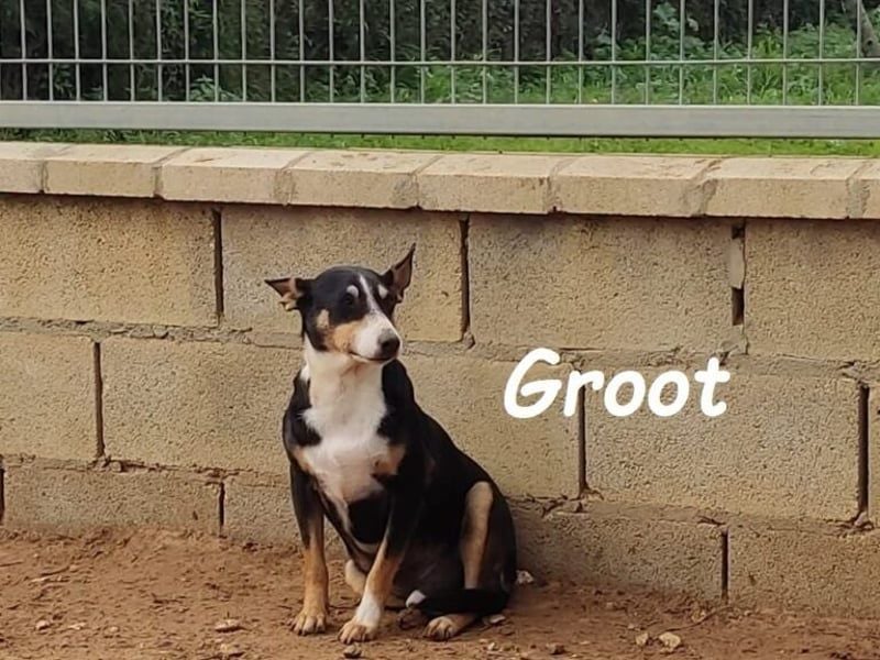 Groot geb. 11/2018 (ESP) - treuer und liebevoller Begleiter!