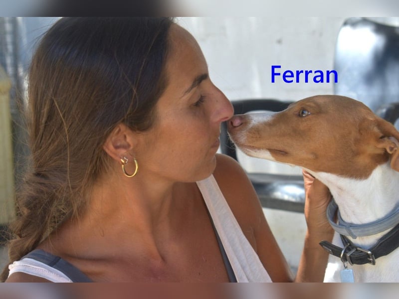 Ferran, geb. 07/2024 (ESP) Fröhlicher und immer gut gelaunter Rüde sucht sein Zuhause