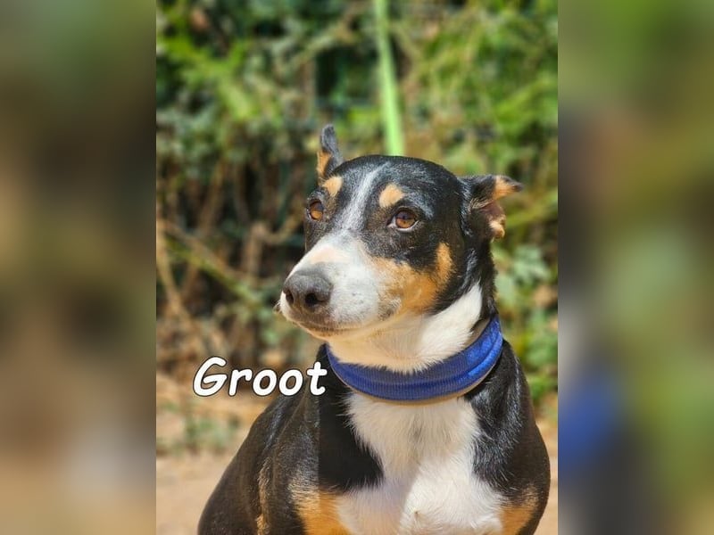 Groot♥️geb. 11/2018 (ESP) - treuer und liebevoller Begleiter!
