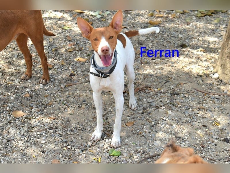 Ferran, geb. 07/2024 (ESP) Fröhlicher und immer gut gelaunter Rüde sucht sein Zuhause
