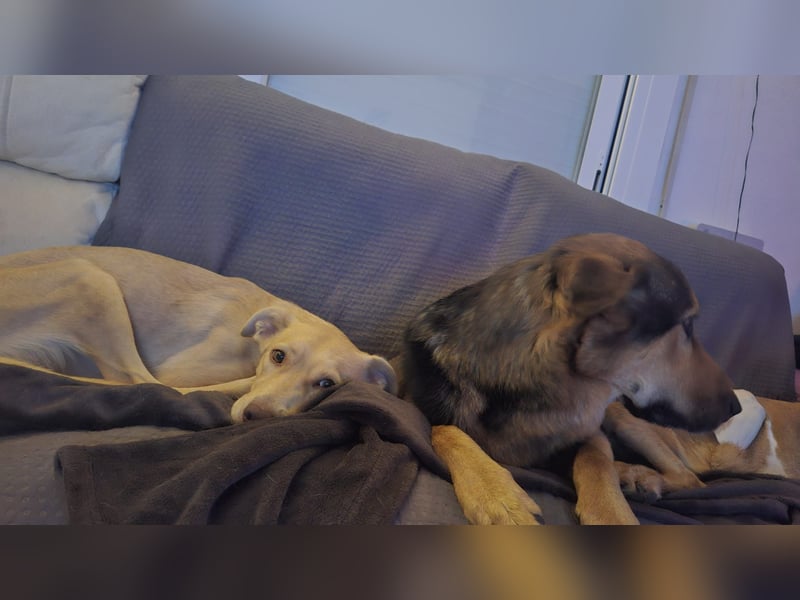 TEYA will gefördert werden