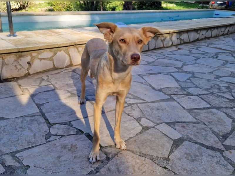 TEYA - intelligente Traumhündin