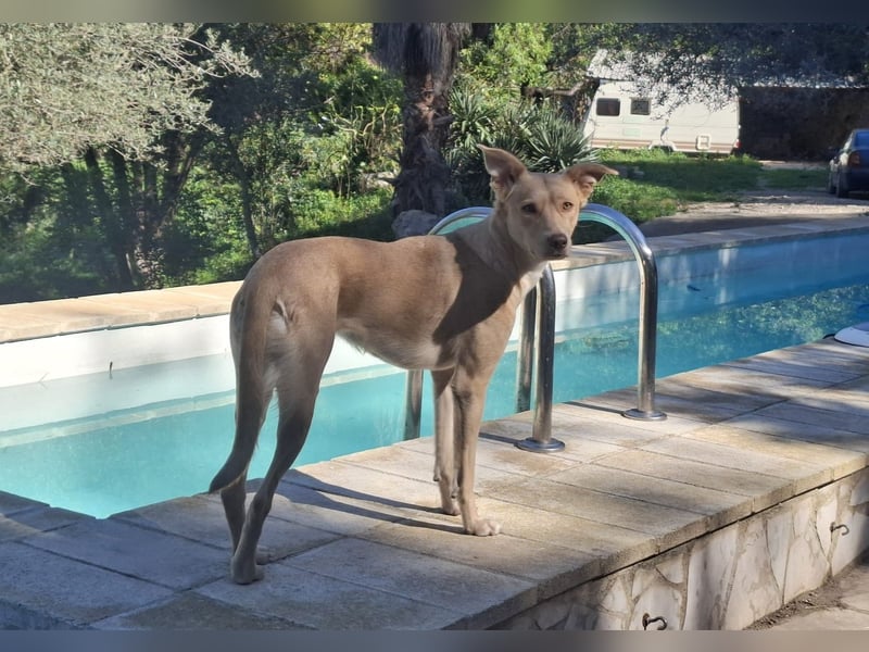 TEYA - intelligente Traumhündin