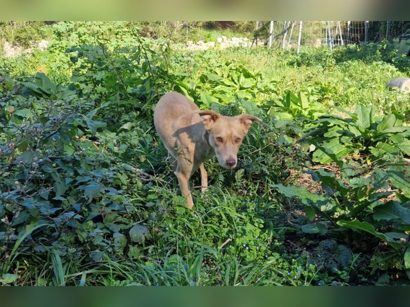 TEYA - intelligente Traumhündin