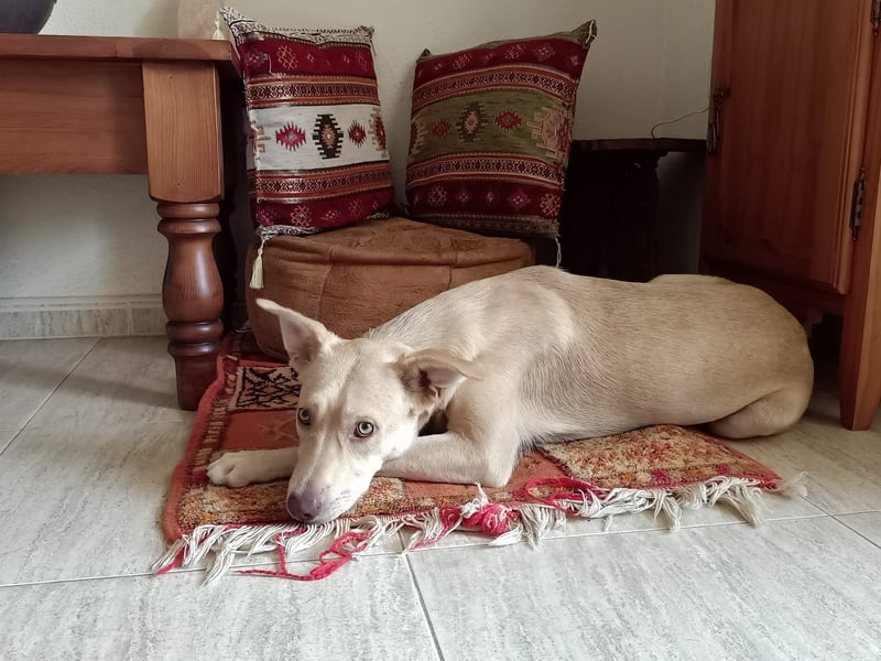 TEYA will gefördert werden