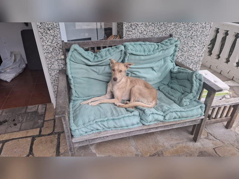 TEYA - intelligente Traumhündin