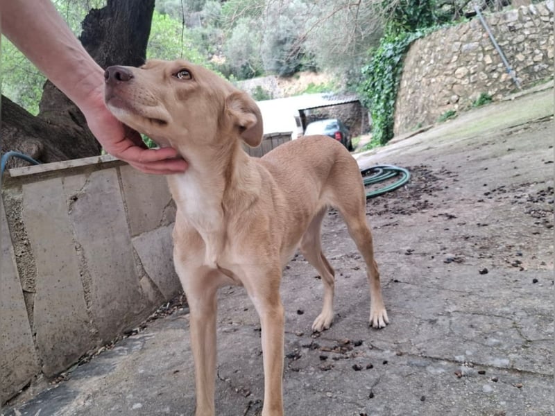 TEYA - intelligente Traumhündin