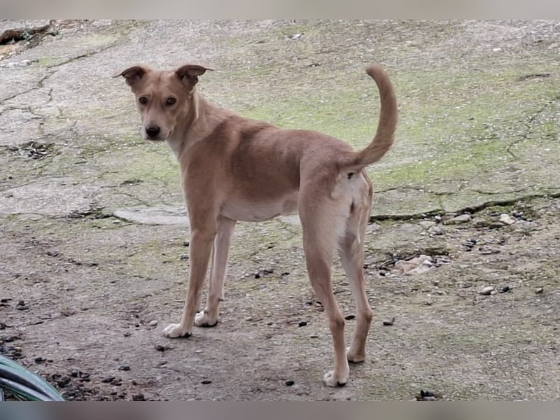 TEYA - intelligente Traumhündin